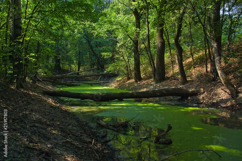 Fototapeta Naklejka Na Ścianę i Meble -  Swamp in the woods.