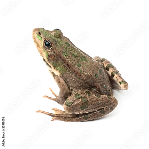 Green frog isolated