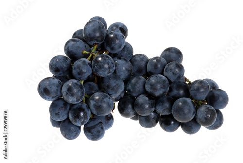 fresh picked concord grapes photo