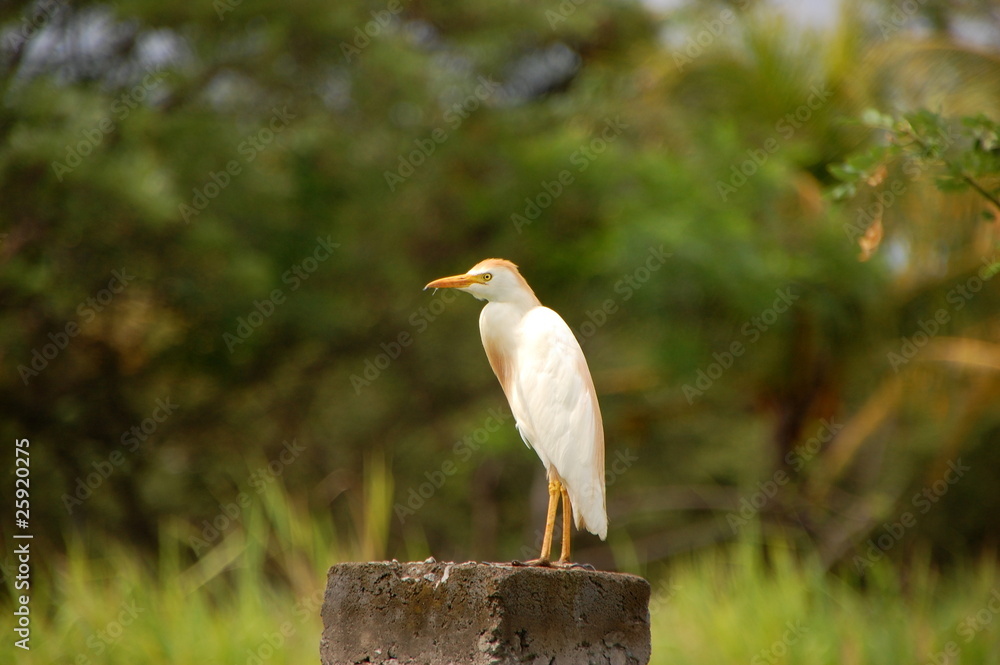 Obraz premium Héron garde boeuf