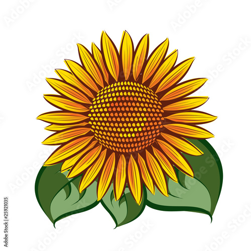 Vector sunflower head isolated on white background