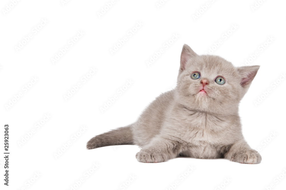 One little british kitten cat