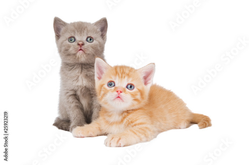little british shorthair kittens cat © Kadmy