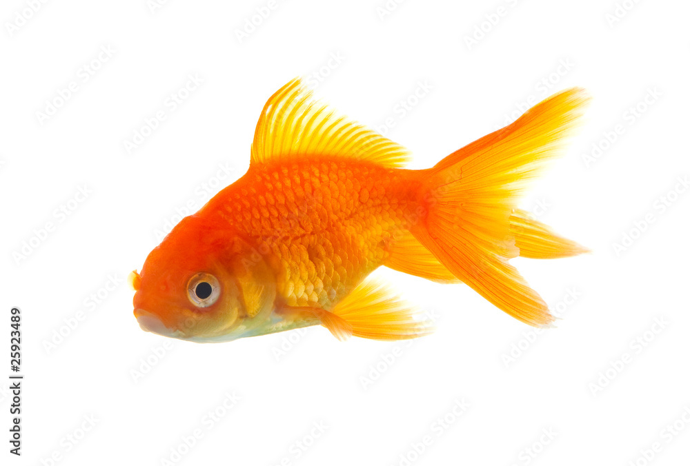 Goldfish