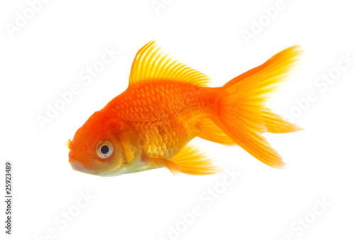 Goldfish © Sergii Figurnyi