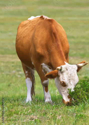 Obraz na płótnie Cattle w salonie