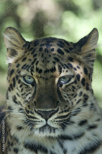 Amur Leopard _MG_3580
