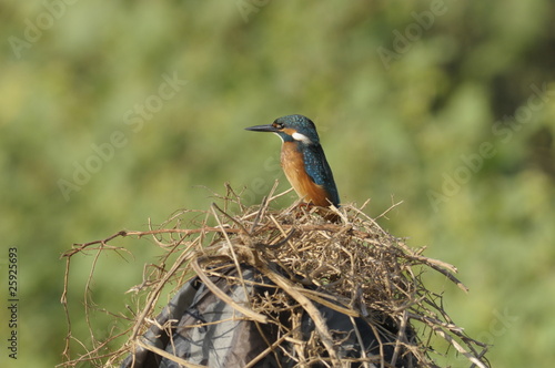 The Common Kingfisher (Alcedo atthis) photo