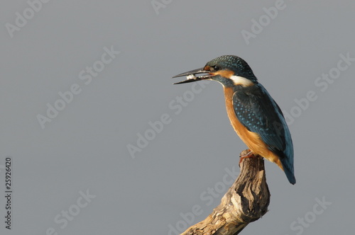 The Common Kingfisher (Alcedo atthis) with fish photo