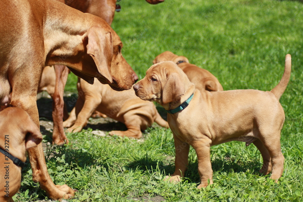 Magyar Vizsla Welpe Magyar Vizsla Welpe