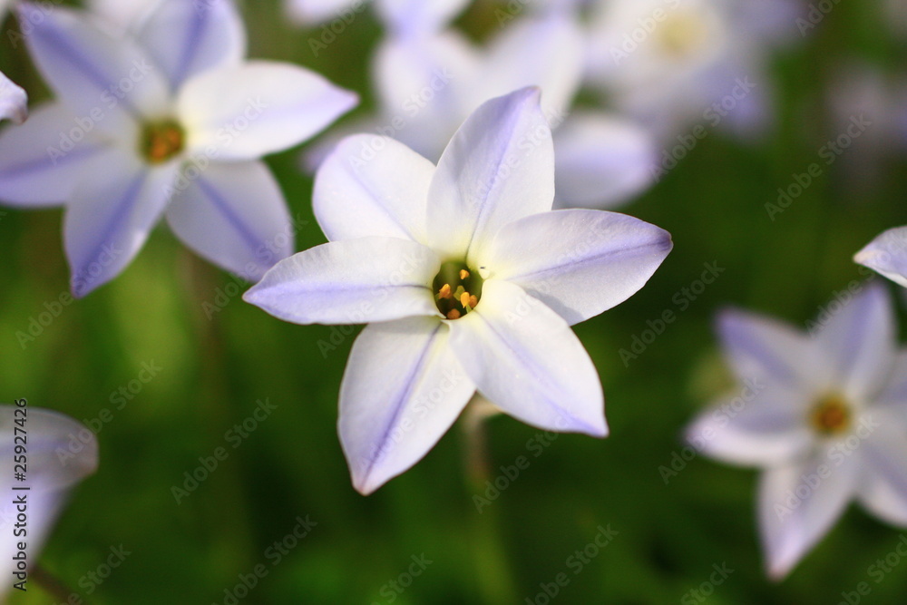 ニンニクの花