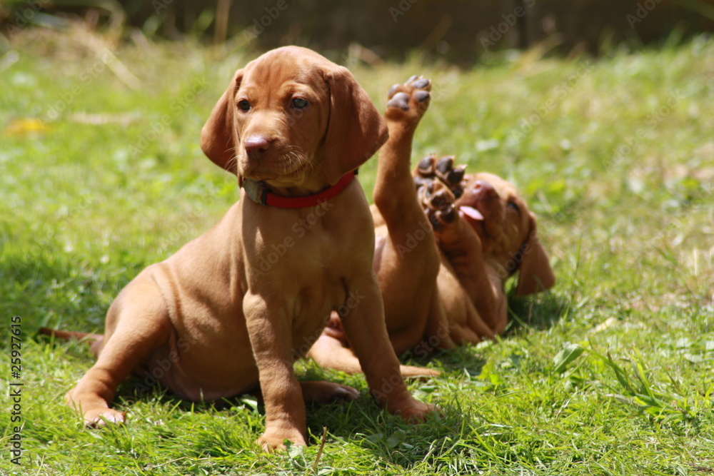 Magyar Vizsla Welpe