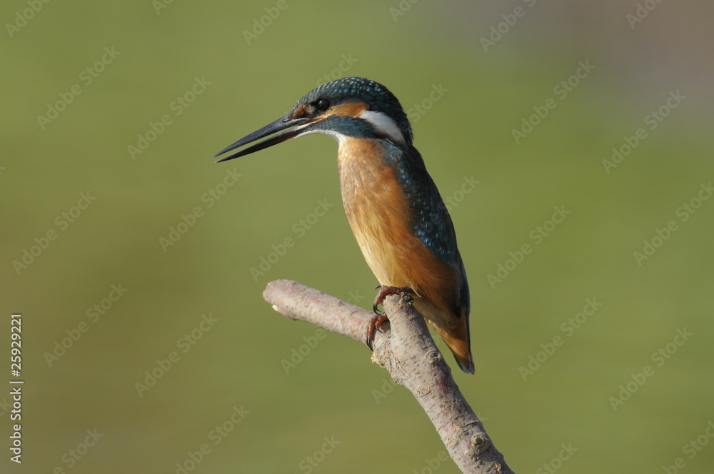 The Common Kingfisher (Alcedo atthis) The Common Kingfisher (Alcedo atthis)