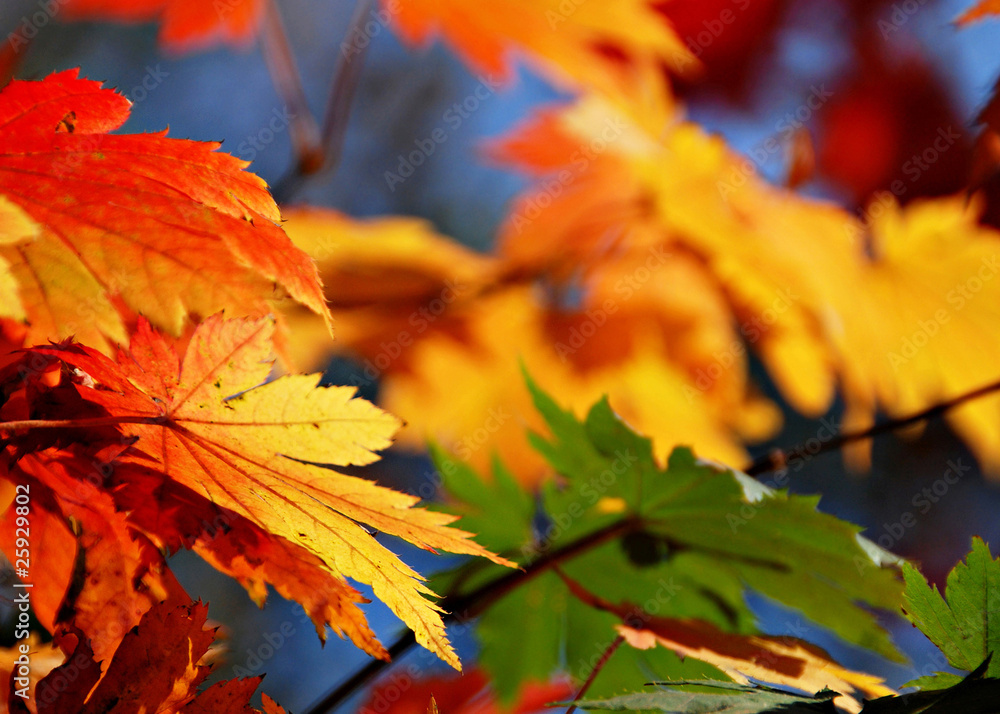 Autumn Autumn