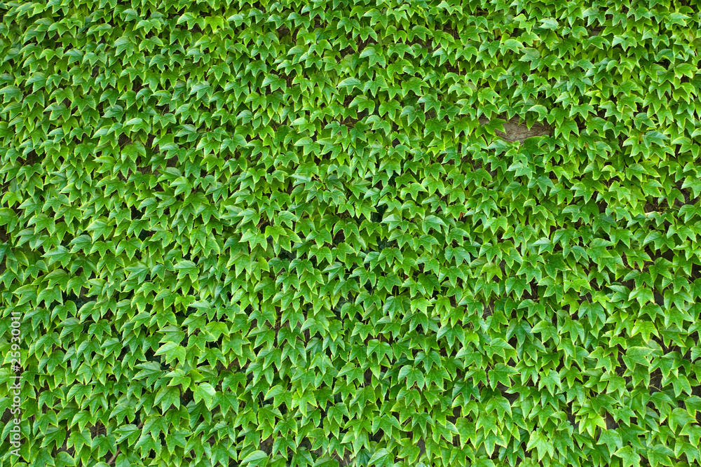 Green plants as background Green plants as background