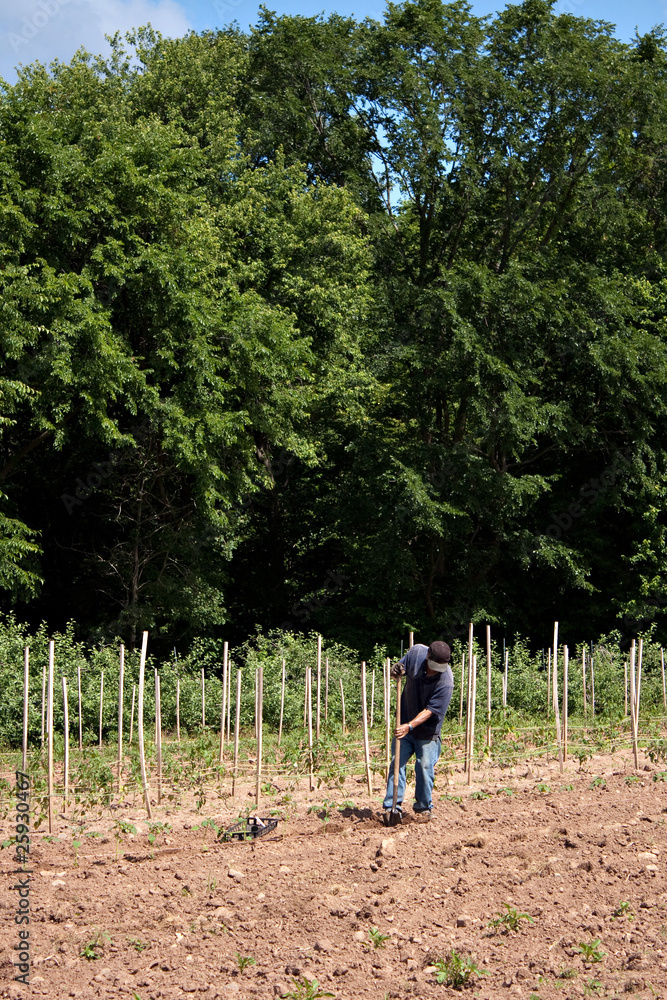 Man Farming Crops Man Farming Crops
