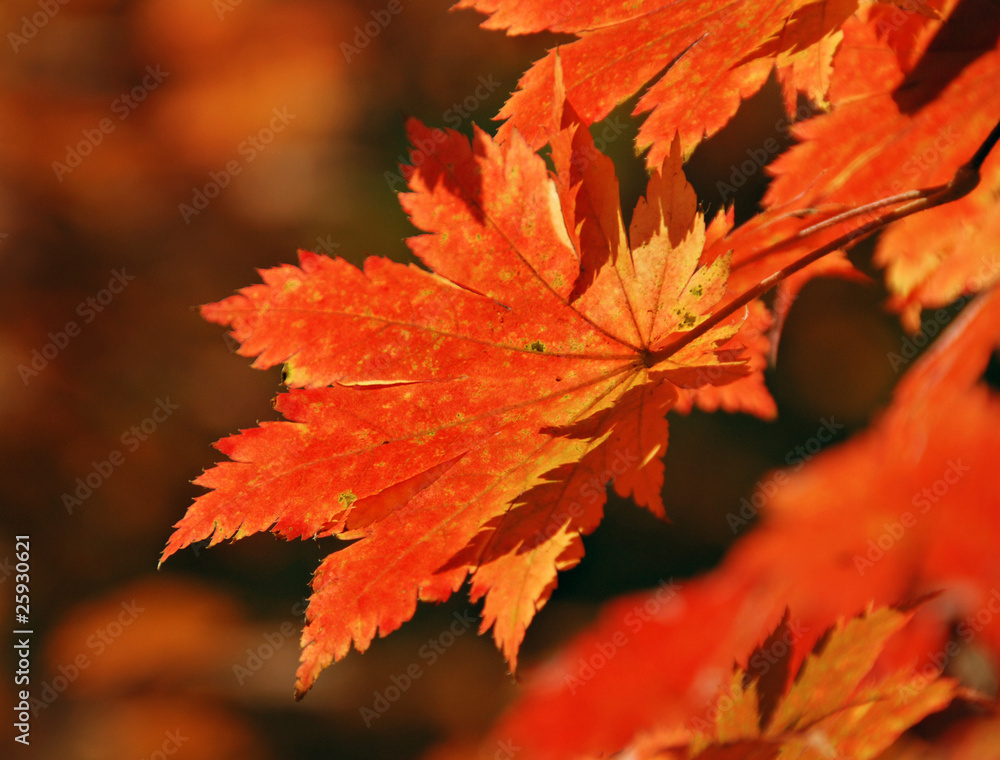 Red maple Red maple