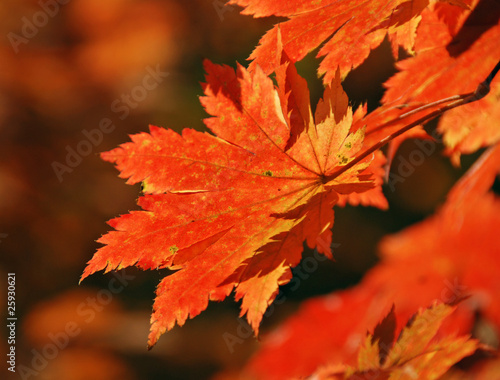 Red maple