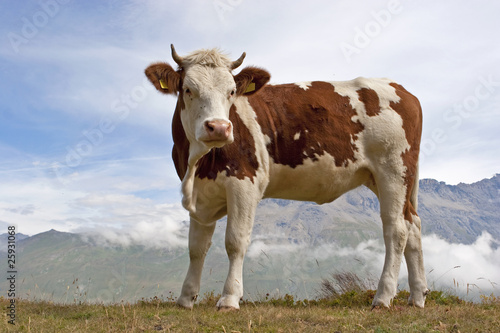 Gefleckte Kuh © Hans und Christa Ede