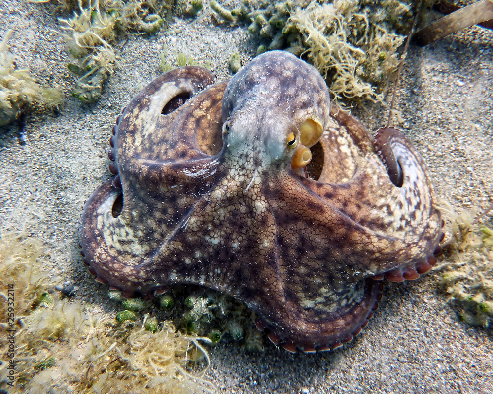 Octopus in the sea Octopus in the sea