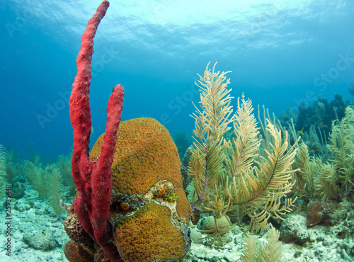 фотографія Red Erect rope sponge