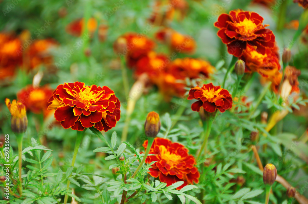 Marigolds in the flower-bed