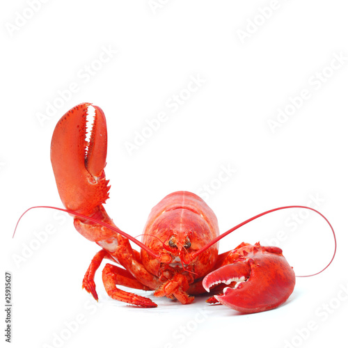 hello lobster