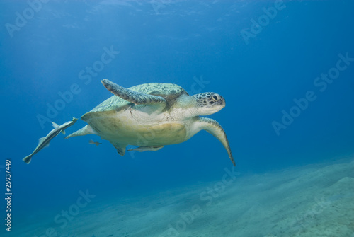 Adult female green turtle swimming.