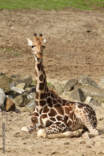 Giraffe sitting on the ground