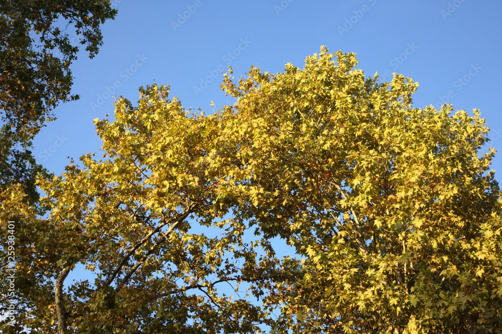 fronde di alberi fronde di alberi