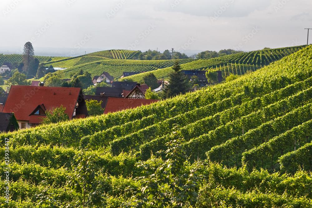 Vineyards in the Black Forest, Germany