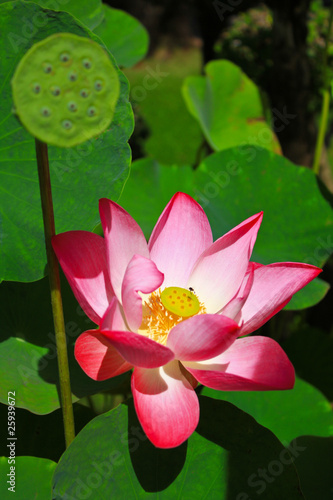 lotus flower