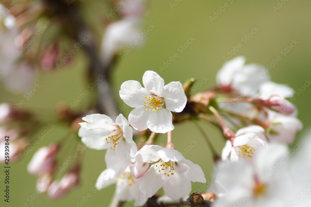 桜　cherry blossom