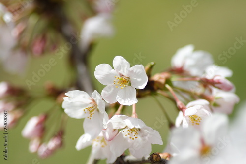 桜 cherry blossom