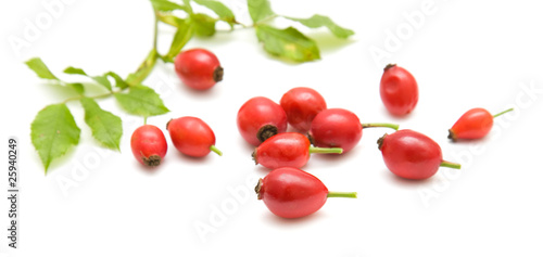 rosehips isolated on white