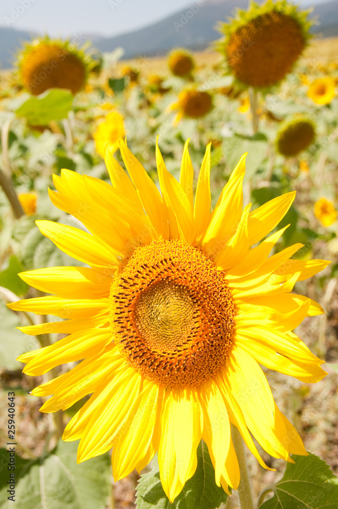 sunflower