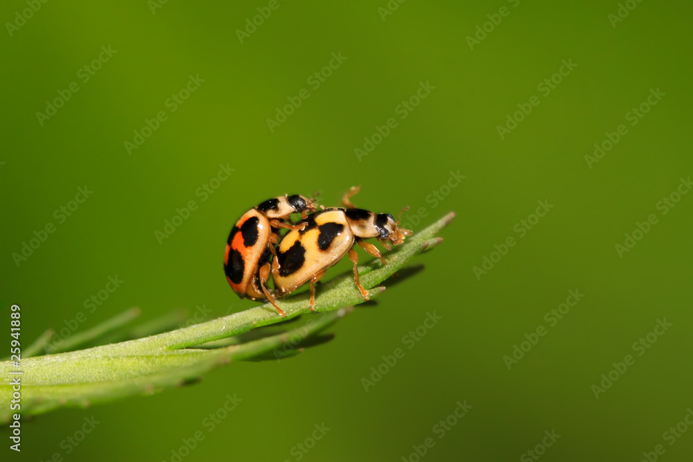 Fototapeta premium ladybug