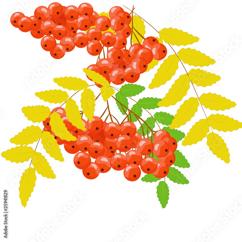 vector illustration with rowan berry