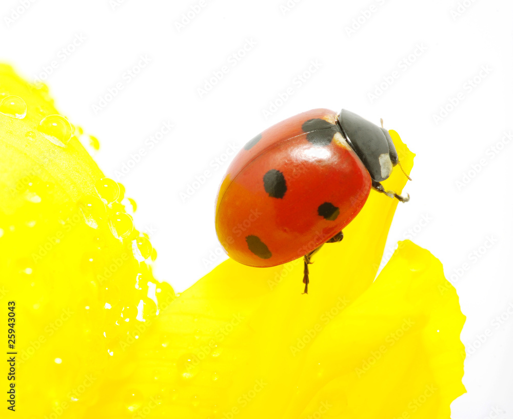 Fototapeta premium ladybug