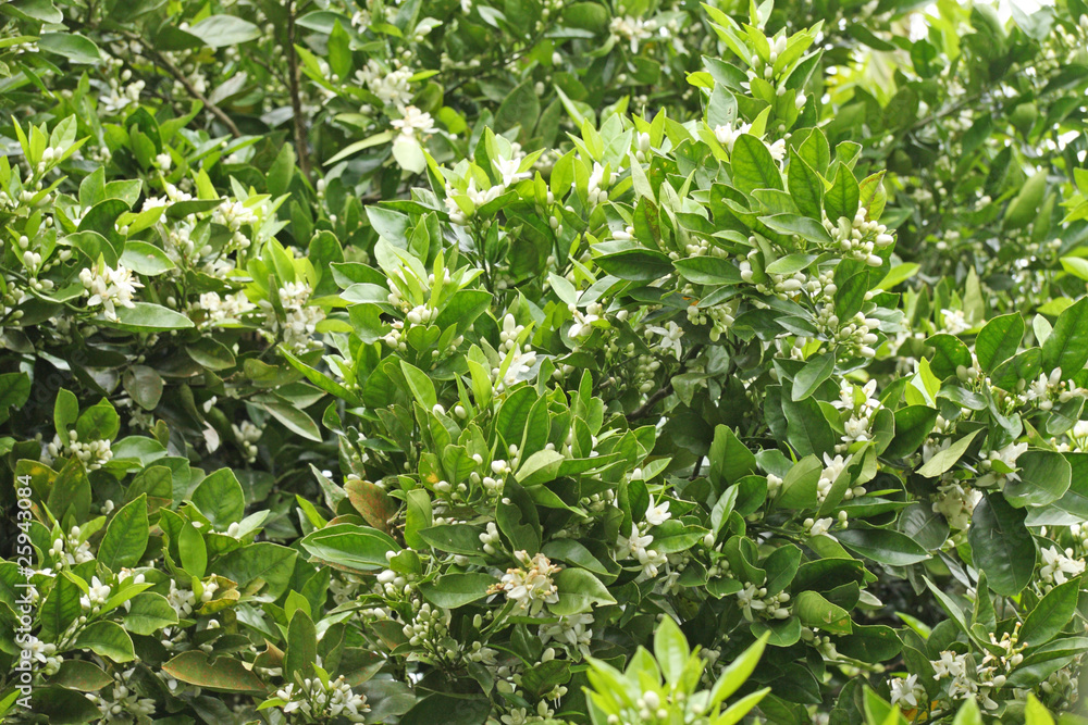 oranger en fleurs oranger en fleurs