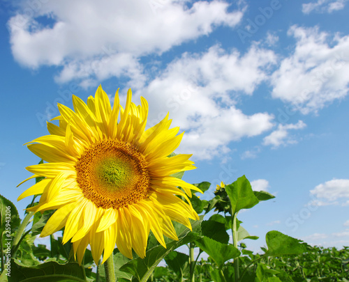 sunflower