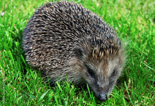 igel