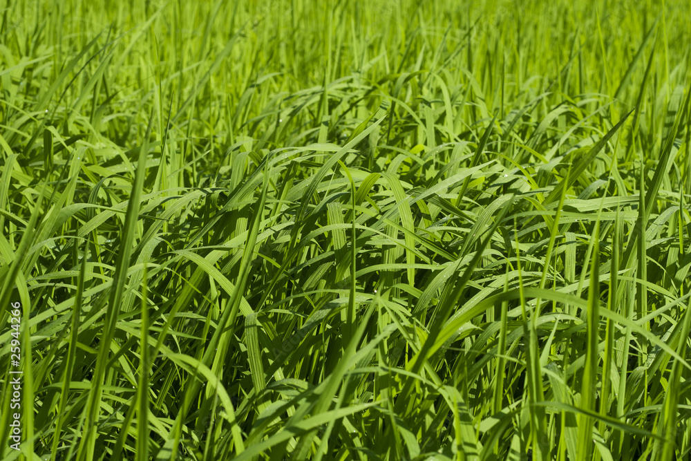 Rice field Rice field