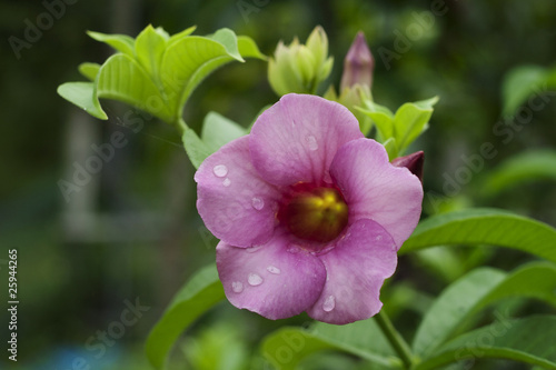 Allamanda Flowers