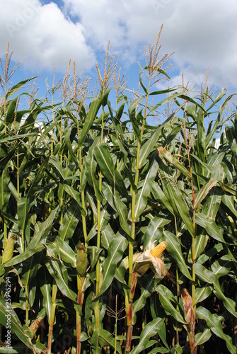 Corn field