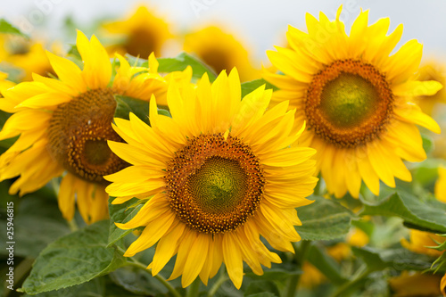 Sunflowers on a cloudy day © Fotoluminate LLC