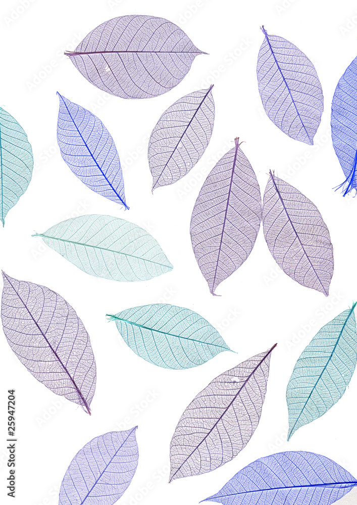 Obraz premium Leaves