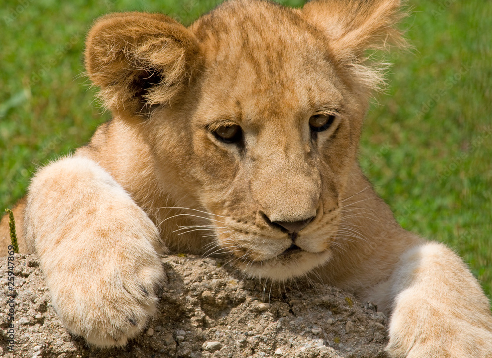 Fototapeta premium Lion Cub