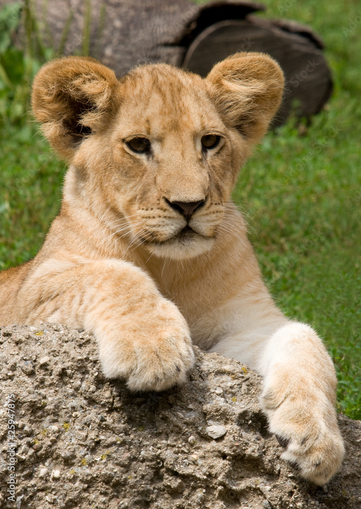 Fototapeta premium Lion Cub