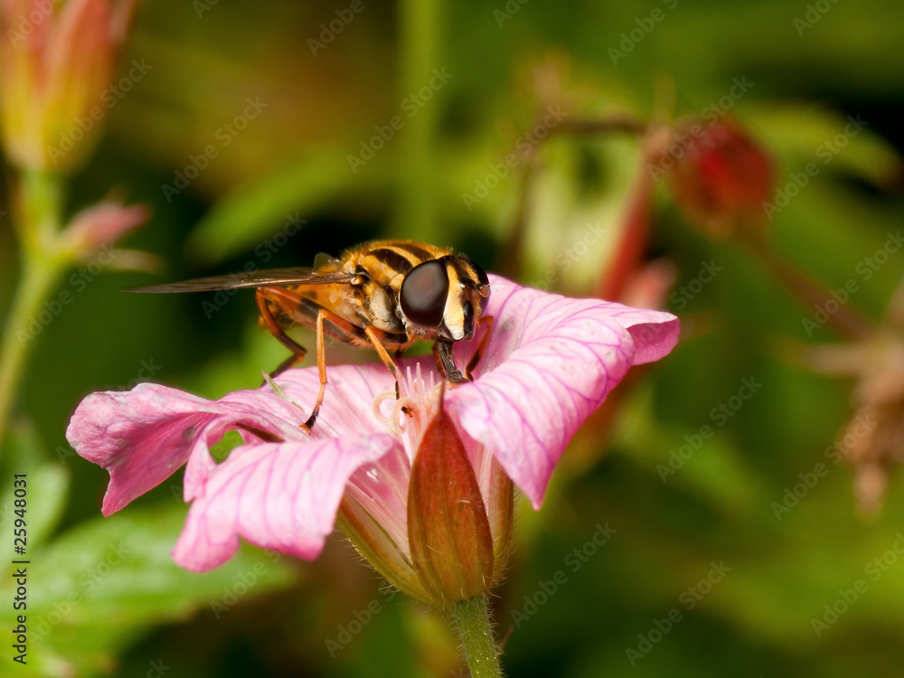 Beautiful striped hover fly in a flower Beautiful striped hover fly in a flower